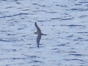 Wedge-tailed Shearwater - Chris Parsons