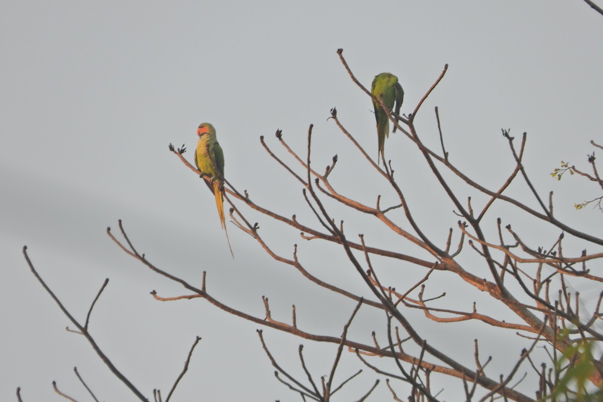 Uzun Kuyruklu Yeşil Papağan - ML618873143