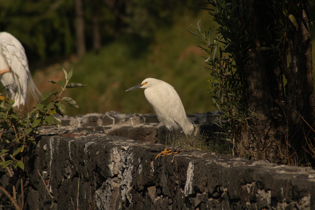 Snowy Egret - Hanji Eduardo Alegría Ovando