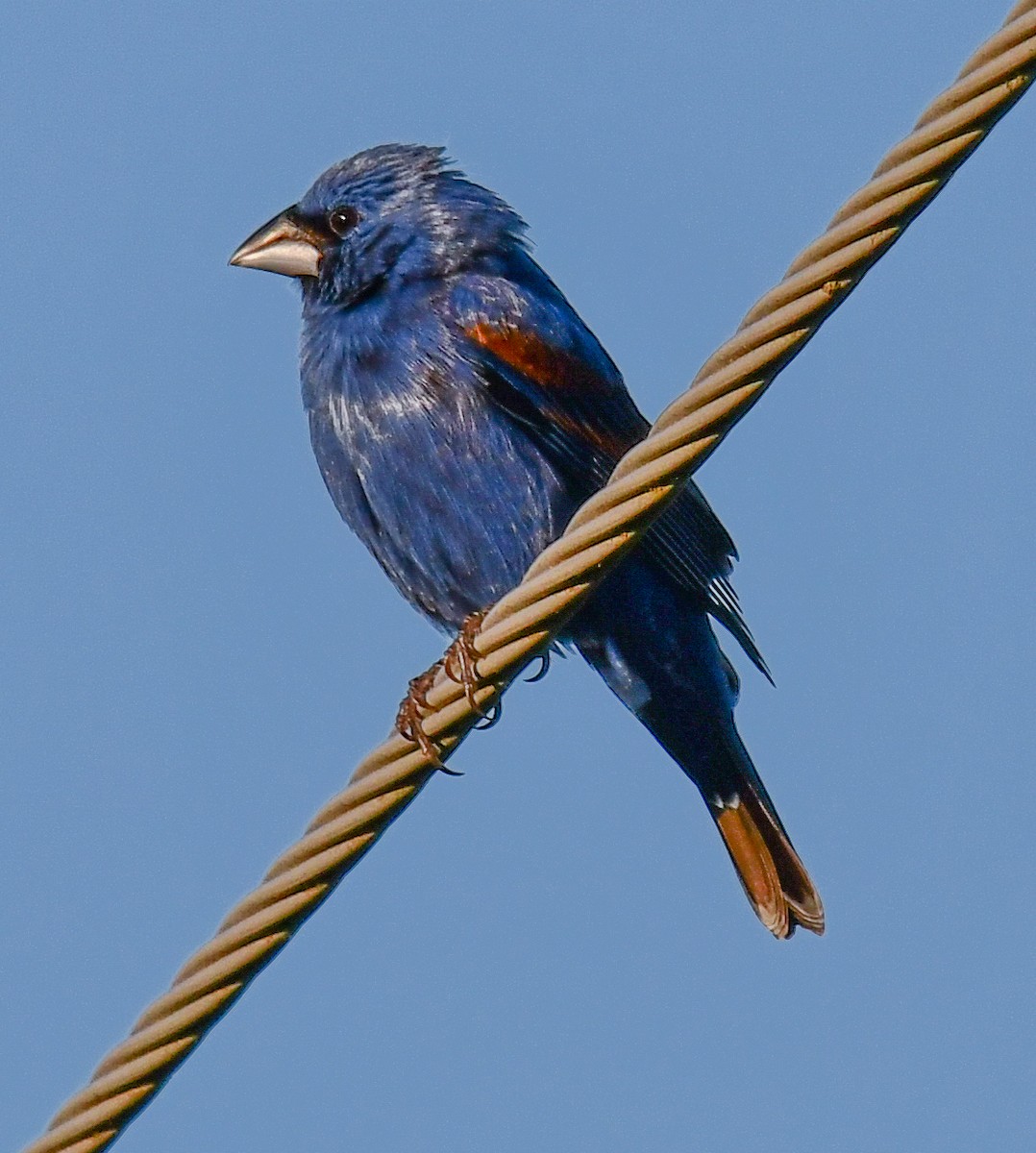 Blue Grosbeak - Elaine Thomas