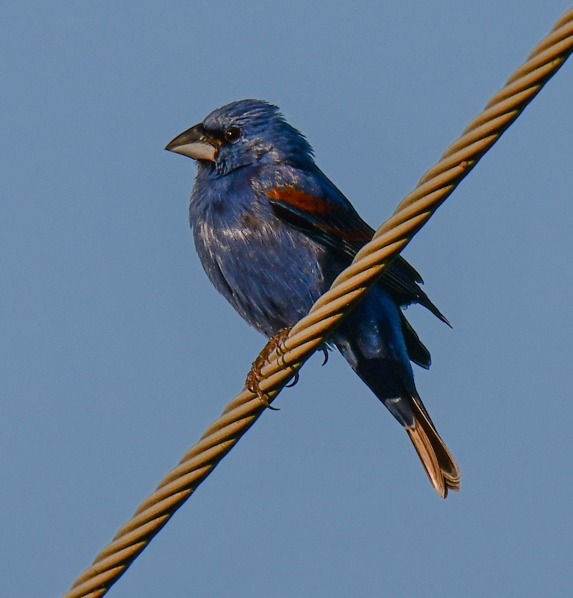 Blue Grosbeak - Elaine Thomas