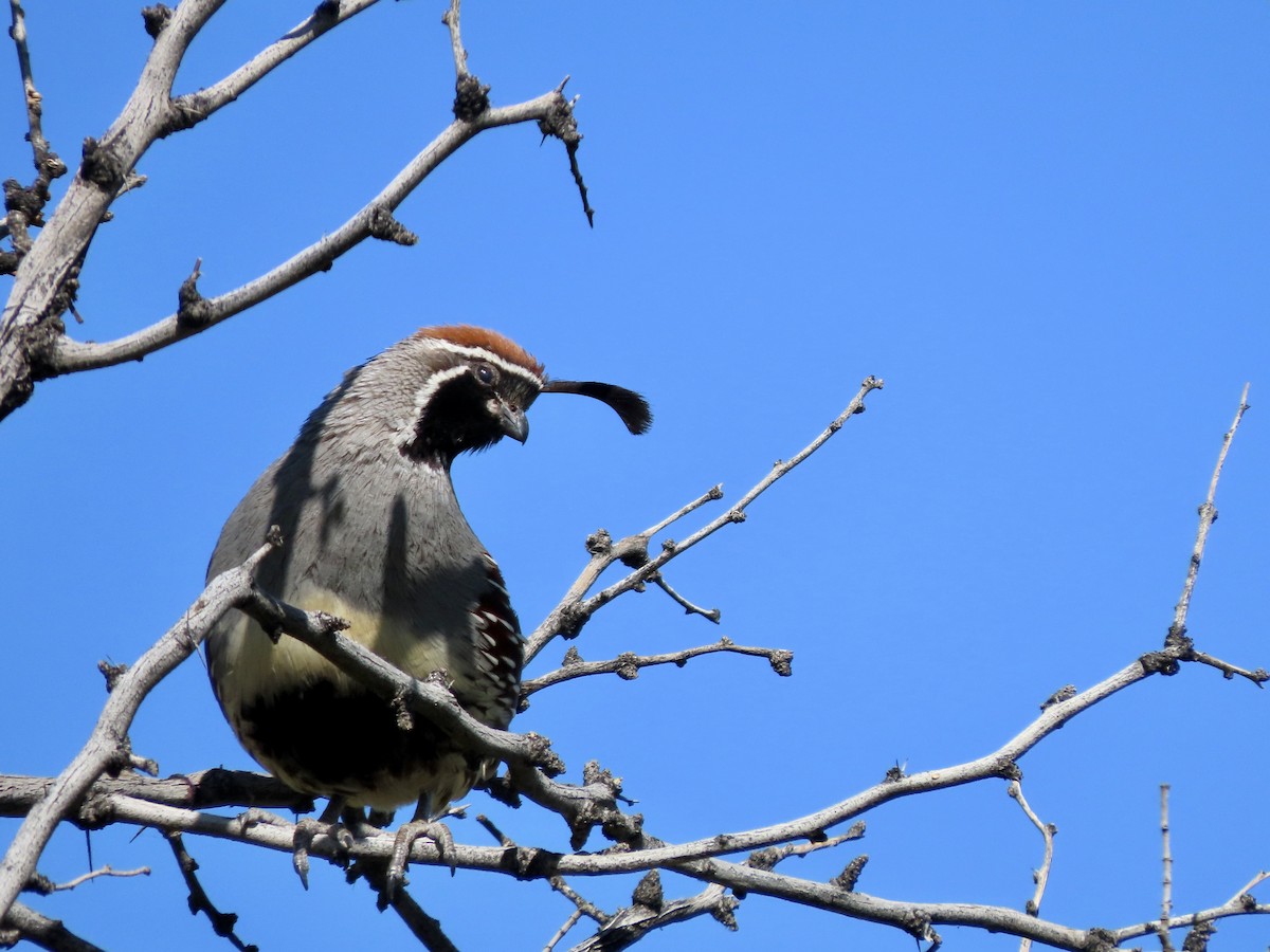 Gambel's Quail - Lisa Owens