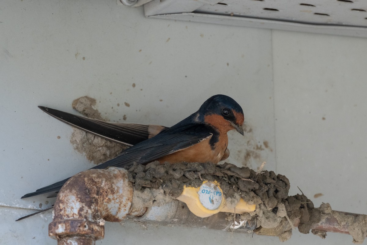 Barn Swallow - Alex Leeder