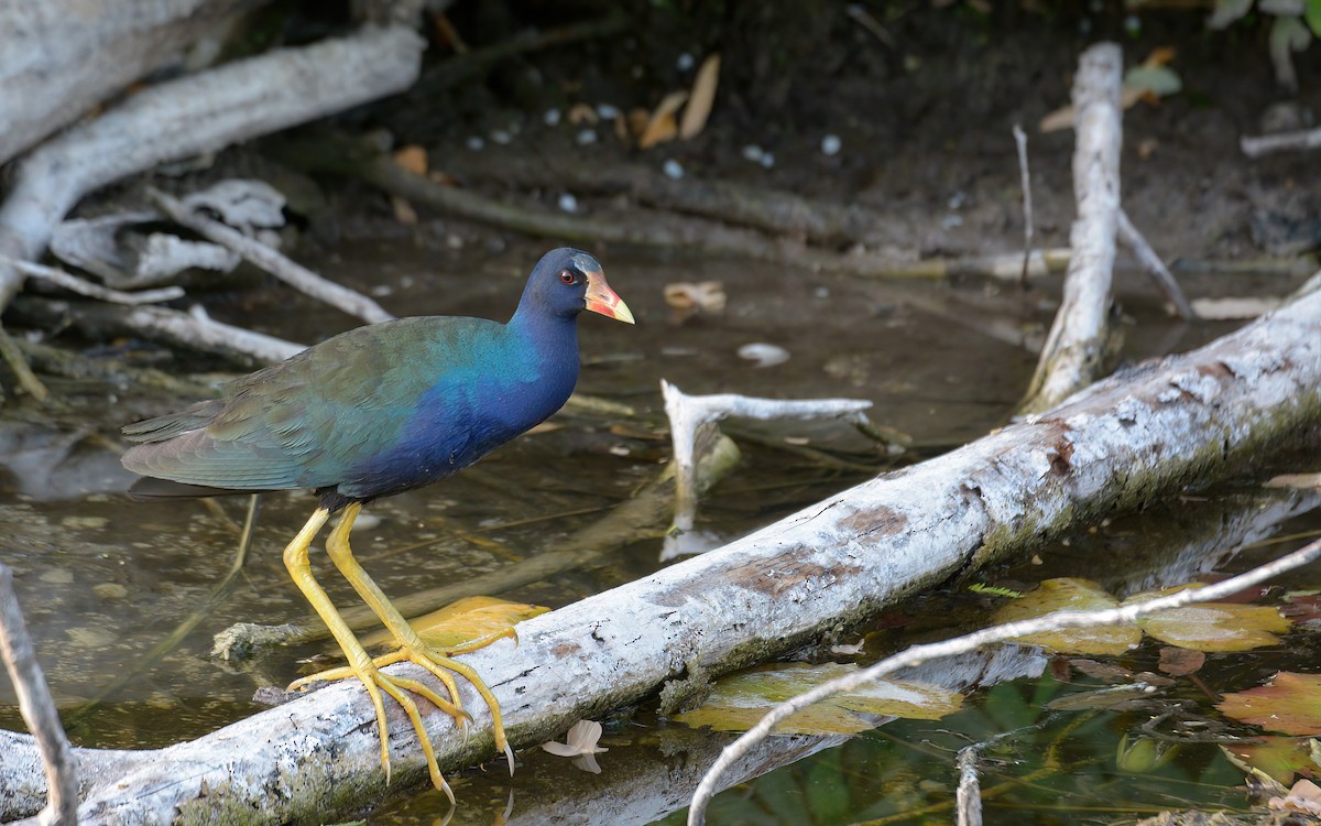 Purple Gallinule - Luis Trinchan