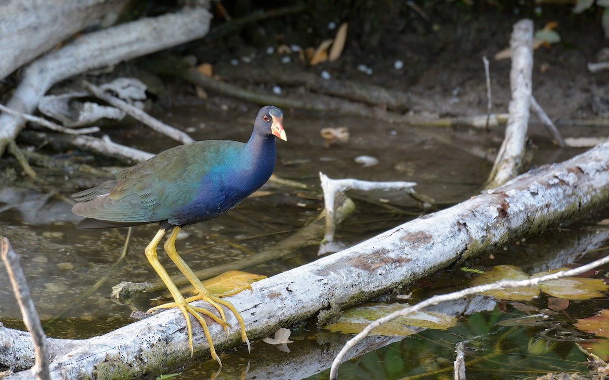 Purple Gallinule - Luis Trinchan