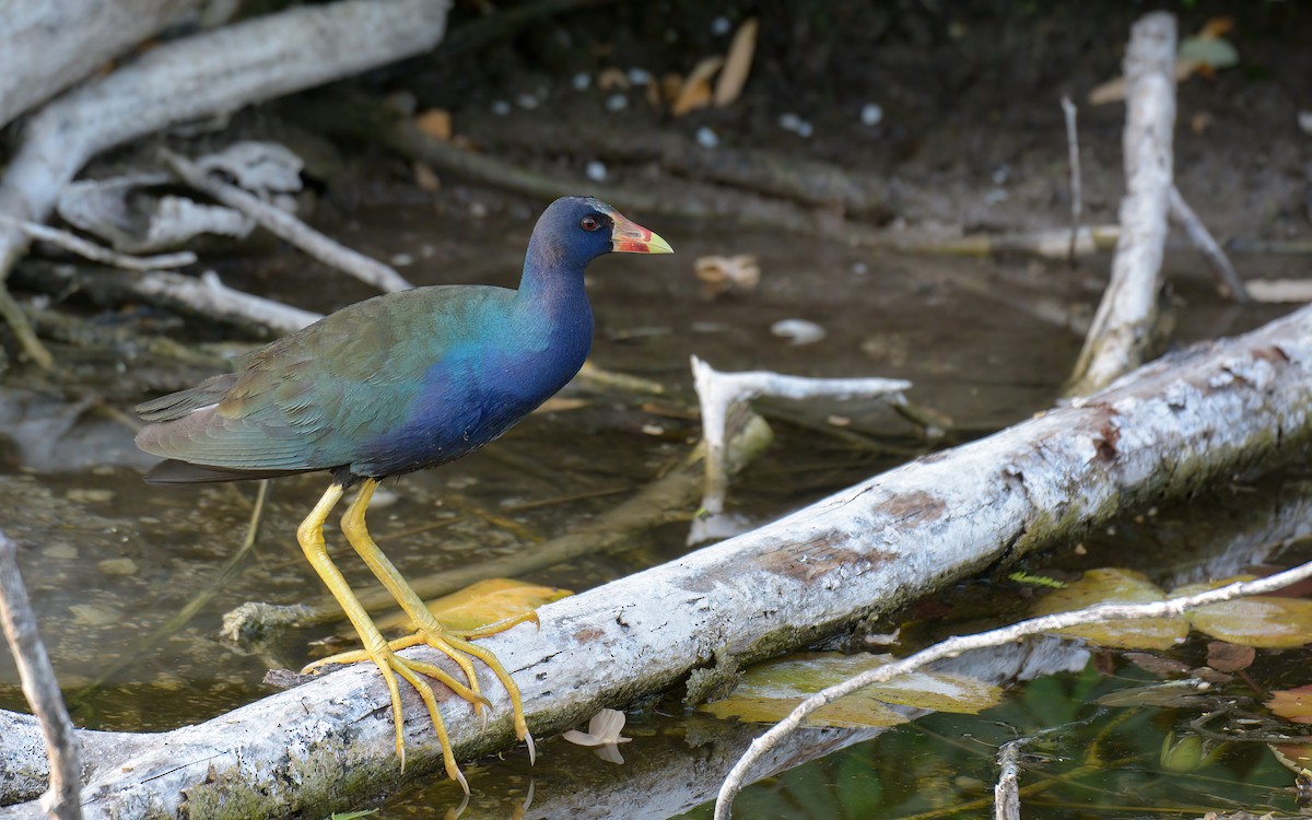 Purple Gallinule - Luis Trinchan