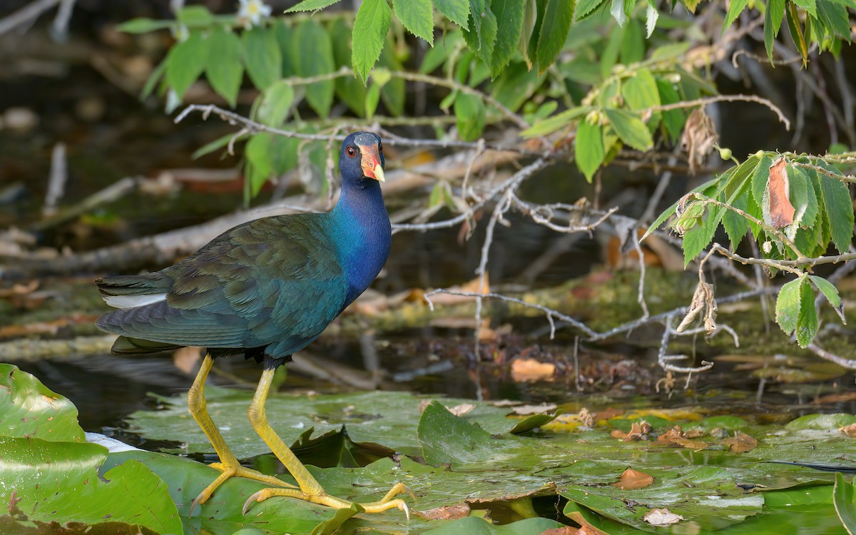 Purple Gallinule - Luis Trinchan