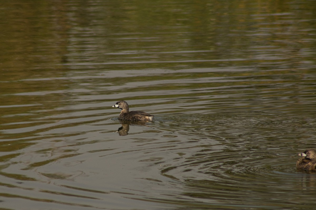 Pied-billed Grebe - Hanji Eduardo Alegría Ovando