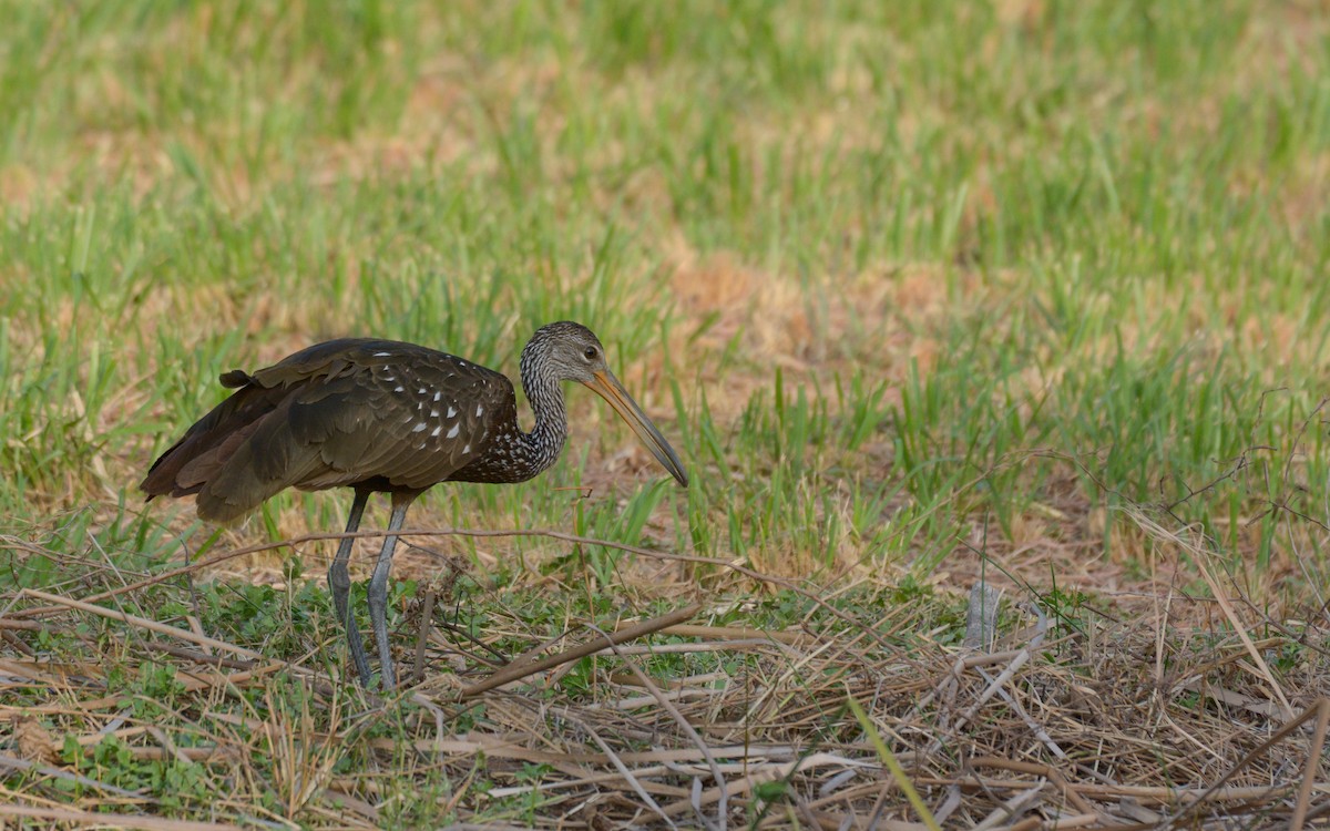 Limpkin - Luis Trinchan