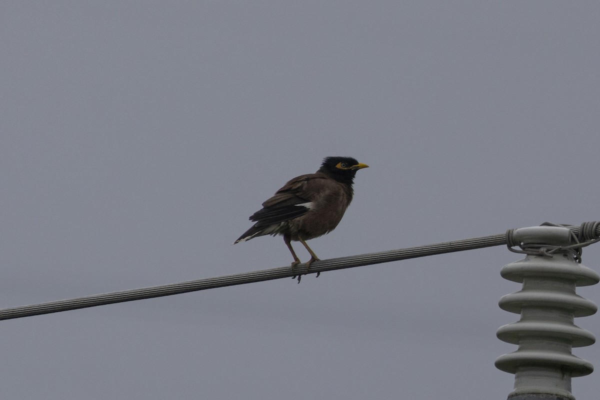 Common Myna - Goose Way