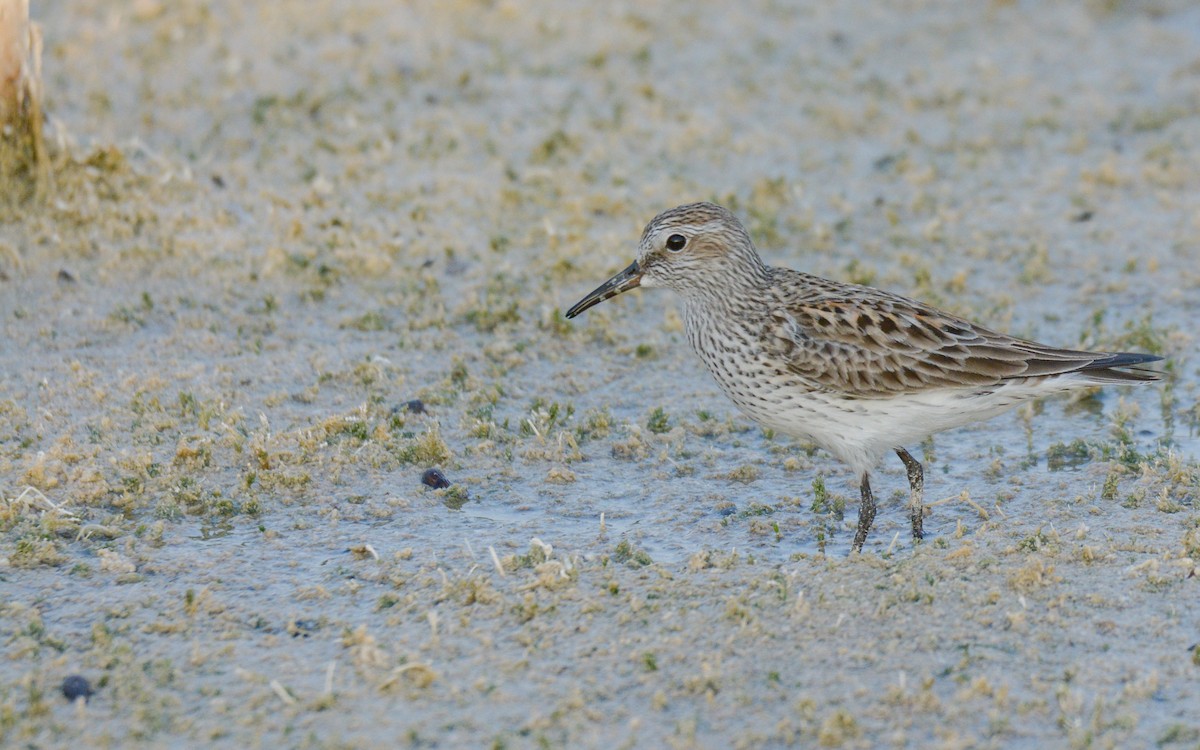 White-rumped Sandpiper - Luis Trinchan