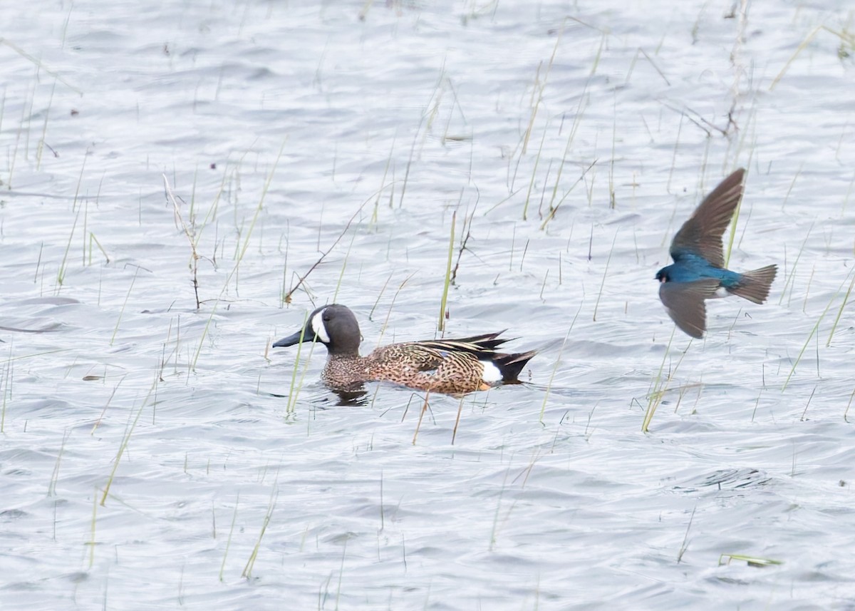 Blue-winged Teal - Verlee Sanburg