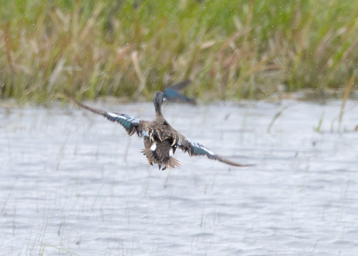 Blue-winged Teal - ML618873200