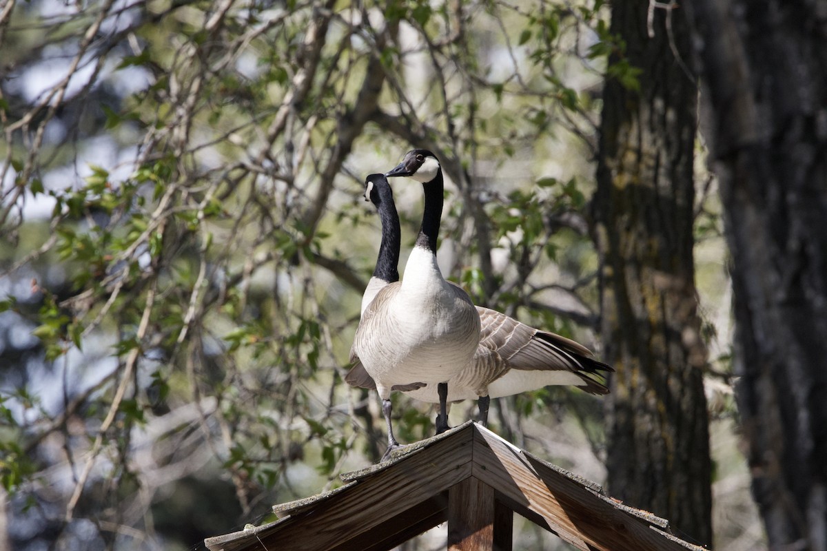 Canada Goose - Trevor Churchill