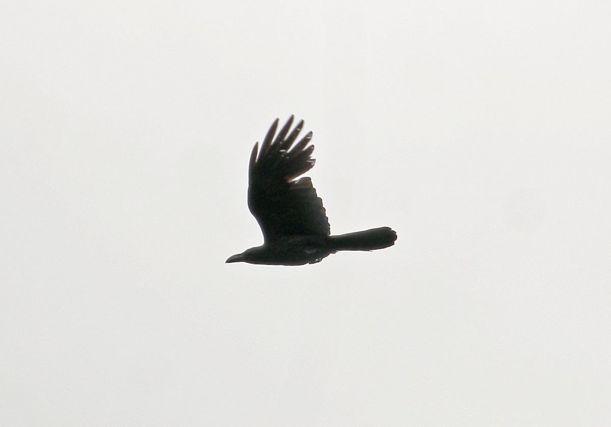 Large-billed Crow - Neoh Hor Kee