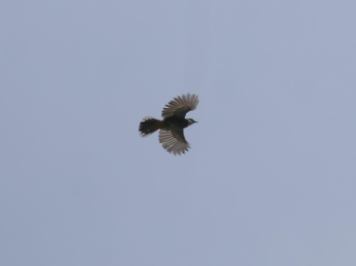 Scaly-breasted Bulbul - Neoh Hor Kee