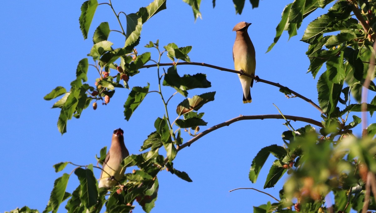 Cedar Waxwing - Daniel Bye