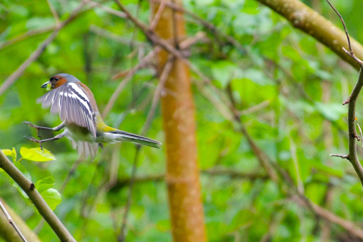 Common Chaffinch - Dimitar Bachvarov