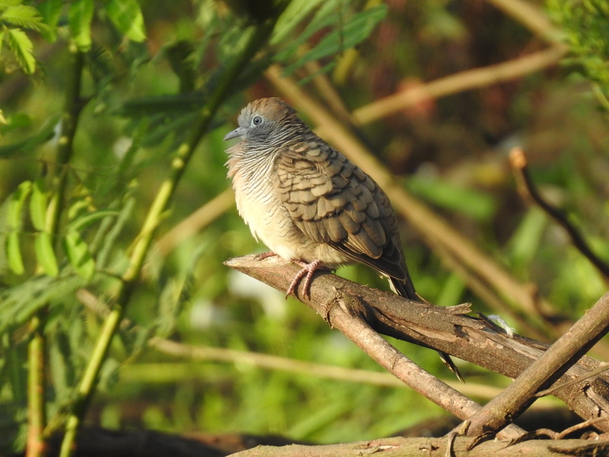 Zebra Dove - Win Nwe