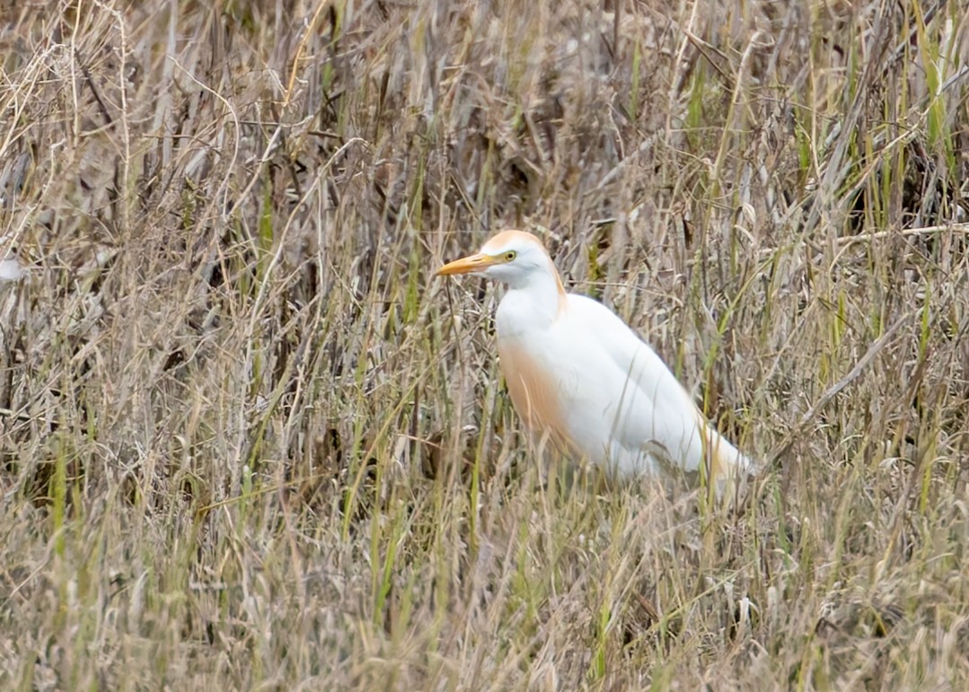 Western Cattle Egret - Verlee Sanburg