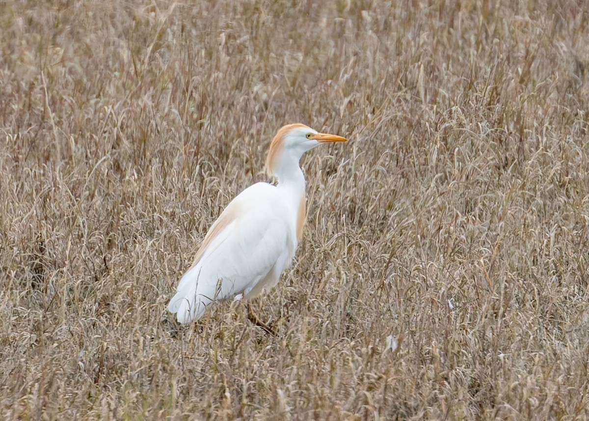 Western Cattle Egret - Verlee Sanburg