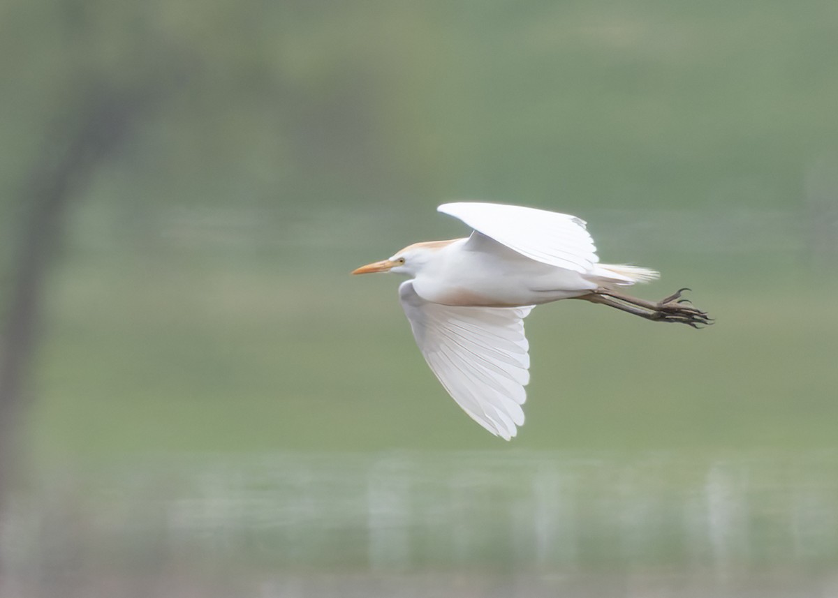 Western Cattle Egret - Verlee Sanburg