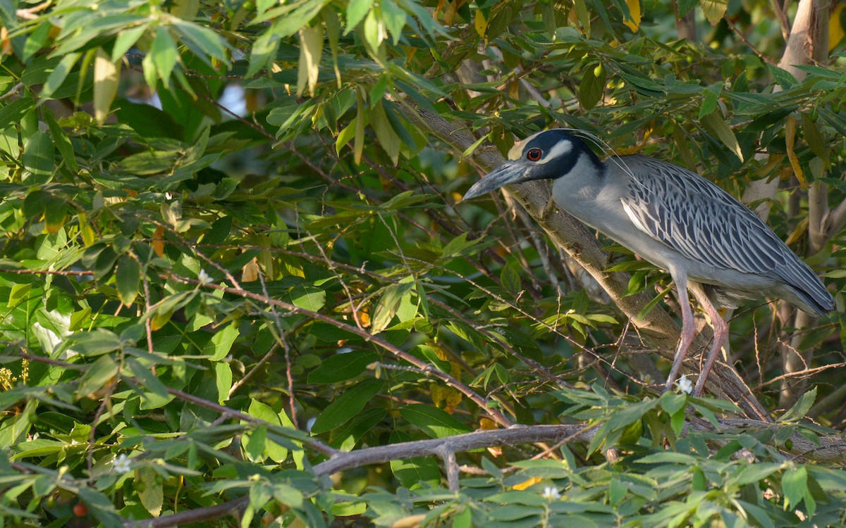 Yellow-crowned Night Heron - Luis Trinchan