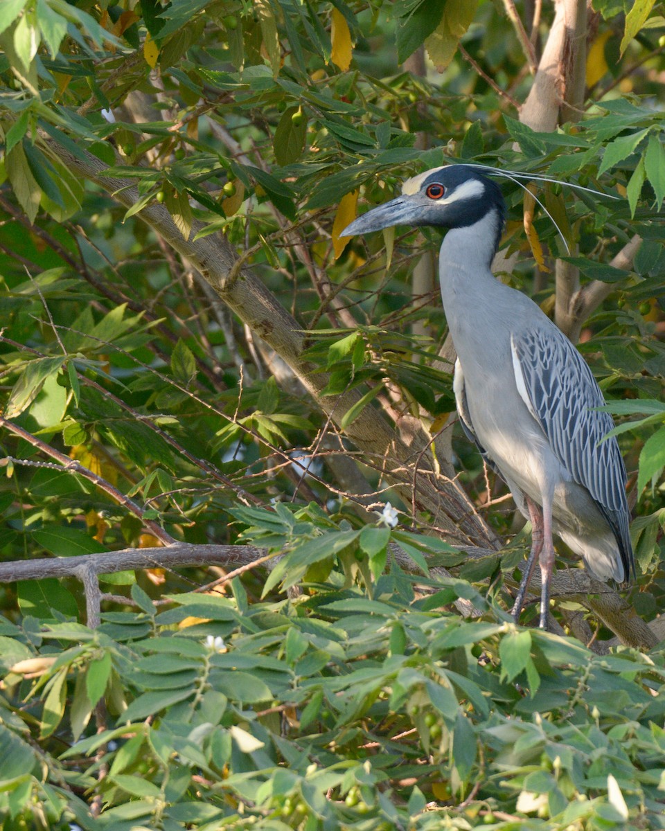 Yellow-crowned Night Heron - Luis Trinchan