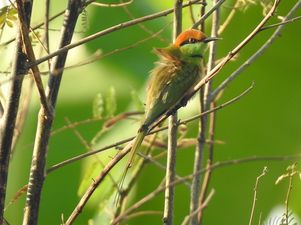 Asian Green Bee-eater - Win Nwe