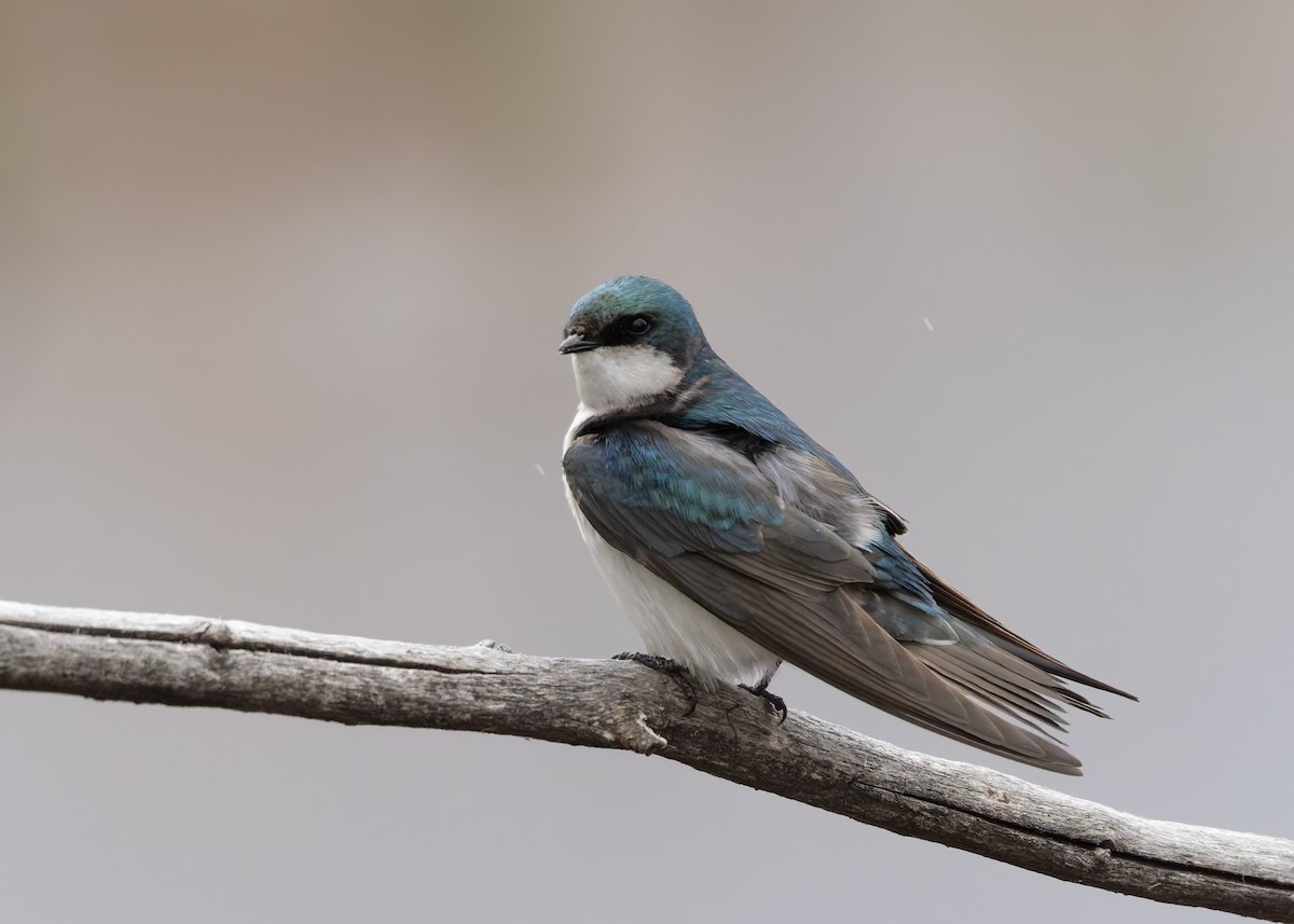 Tree Swallow - Verlee Sanburg