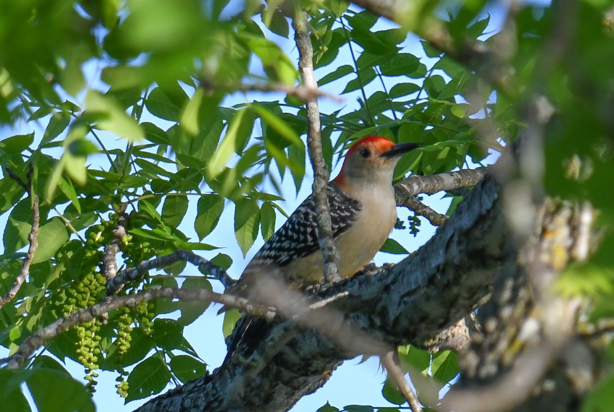 Red-bellied Woodpecker - Elaine Thomas