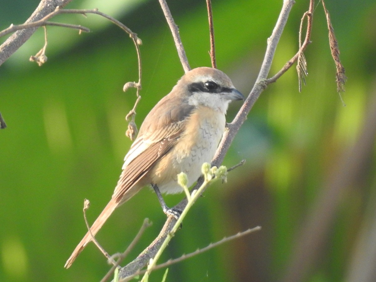 Brown Shrike - ML618873283
