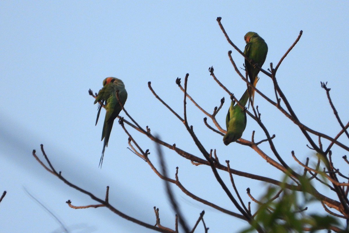 Uzun Kuyruklu Yeşil Papağan - ML618873289