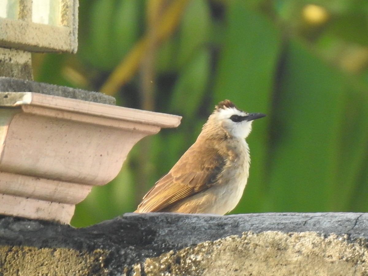 Yellow-vented Bulbul - ML618873293