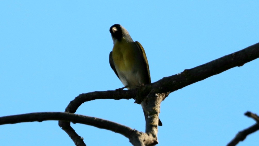 Lawrence's Goldfinch - Daniel Bye