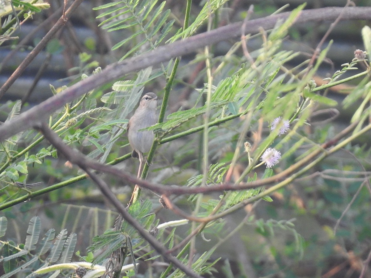 Greenish Warbler - Win Nwe