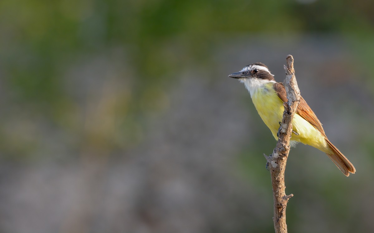 Great Kiskadee - Luis Trinchan