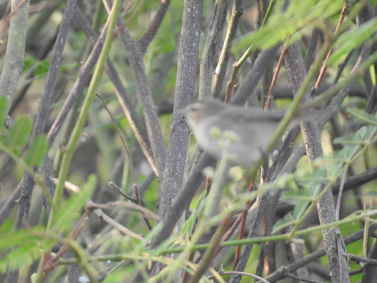 Greenish Warbler - Win Nwe