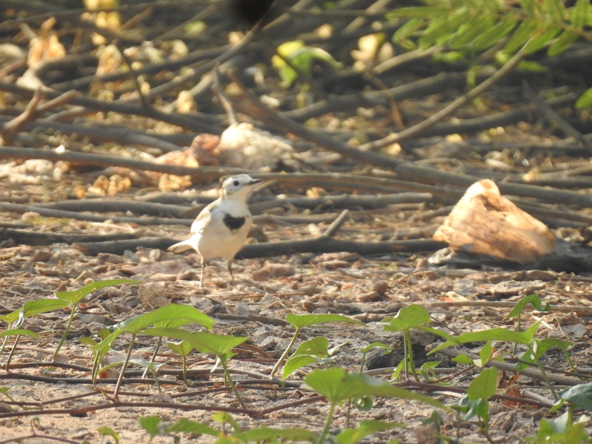 White Wagtail - Win Nwe