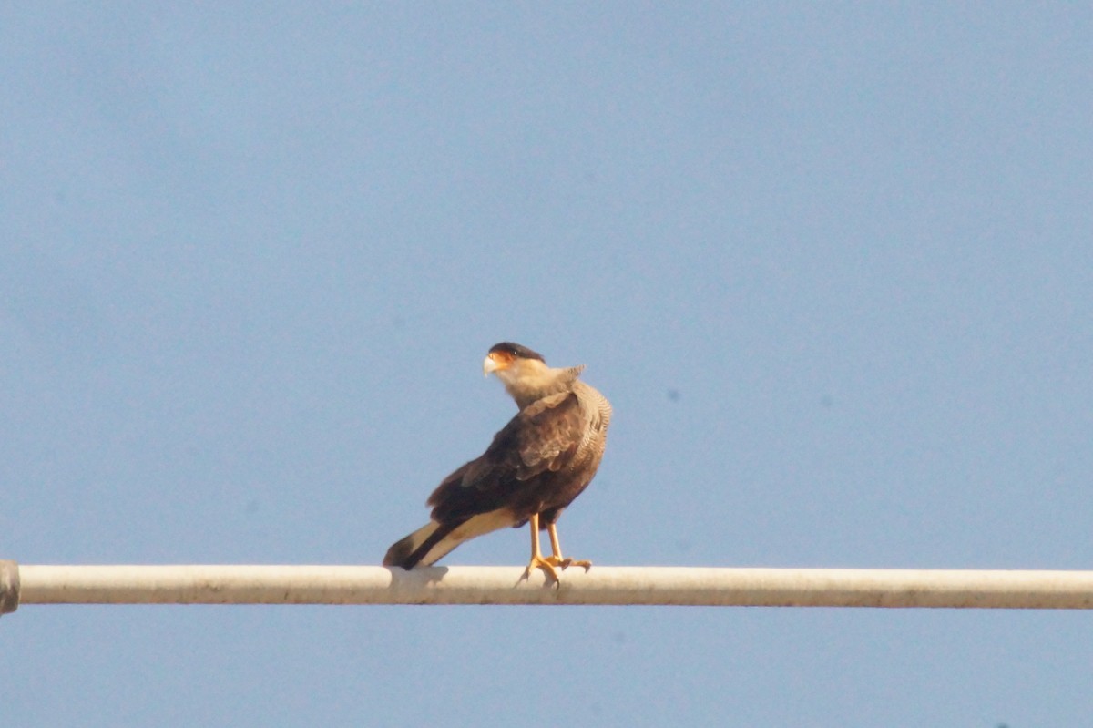 Crested Caracara - Rodrigo Jorquera Gonzalez