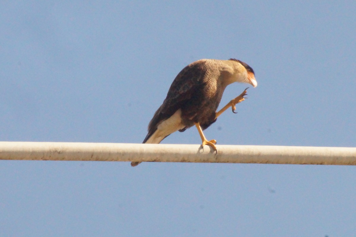 Crested Caracara - Rodrigo Jorquera Gonzalez