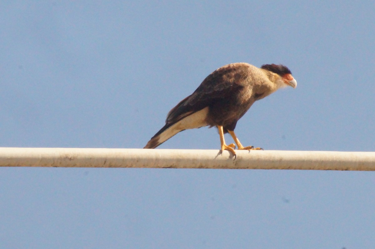 Crested Caracara - Rodrigo Jorquera Gonzalez