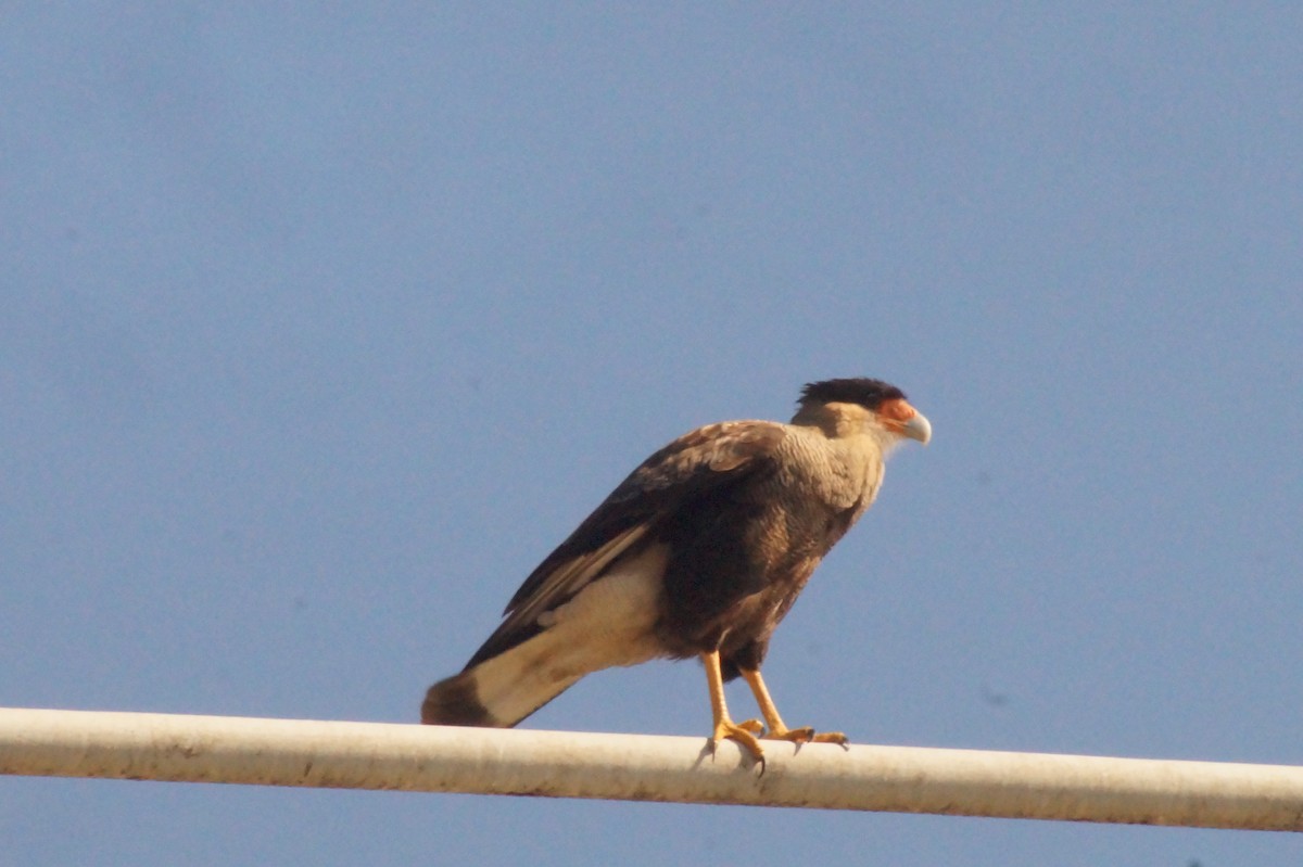 Crested Caracara - Rodrigo Jorquera Gonzalez