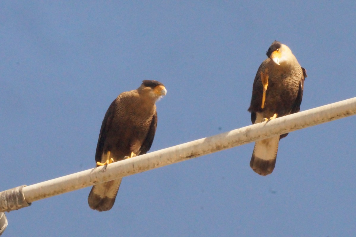 Crested Caracara - Rodrigo Jorquera Gonzalez