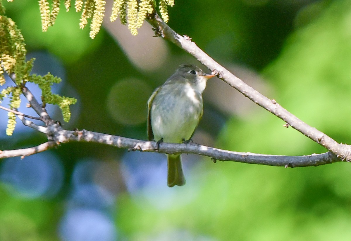 Least Flycatcher - Elaine Thomas