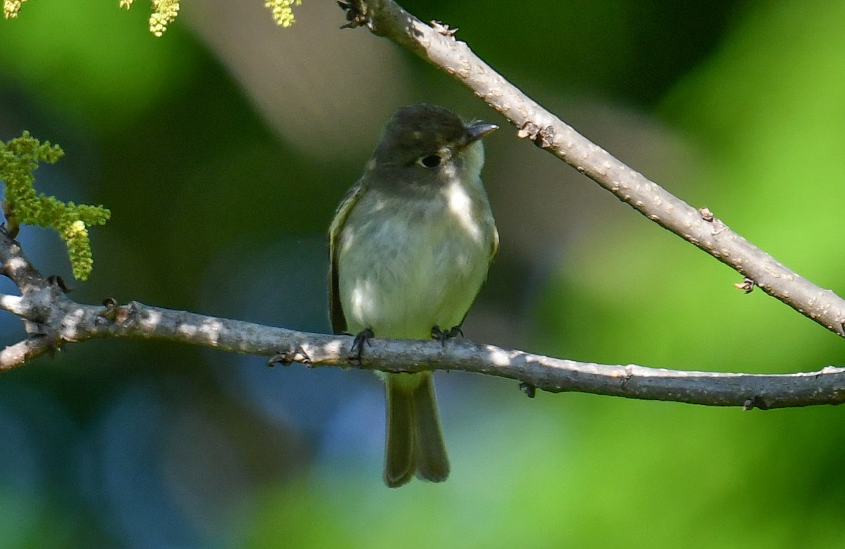 Least Flycatcher - Elaine Thomas