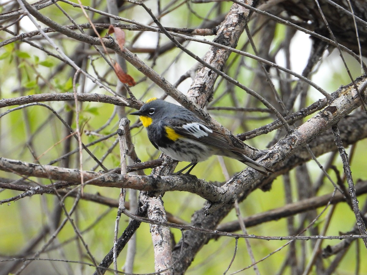 Yellow-rumped Warbler - Chipper Phillips