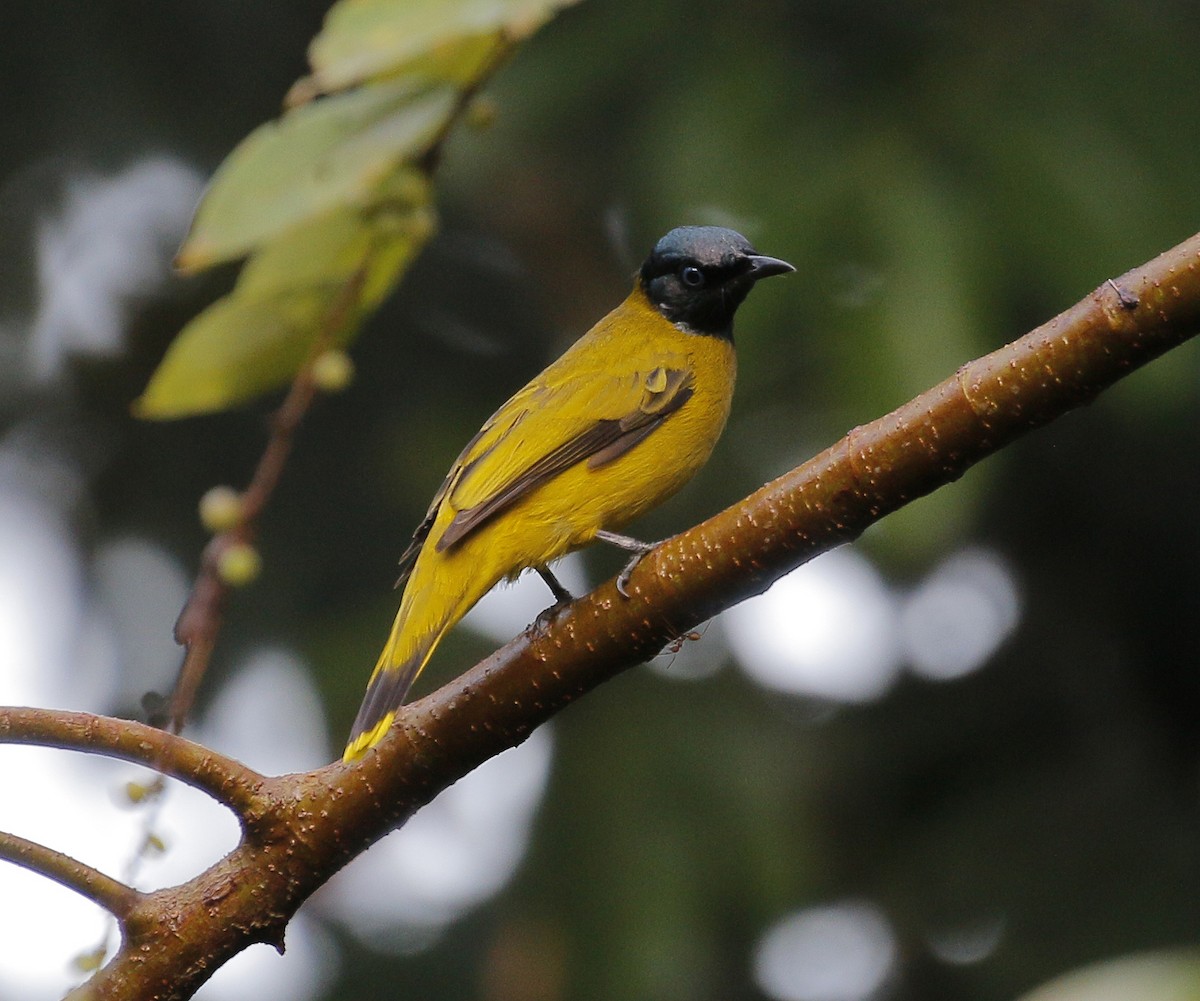 Black-headed Bulbul - Neoh Hor Kee