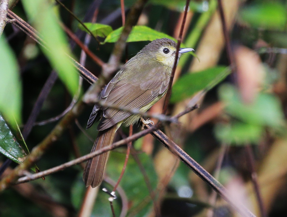 Hairy-backed Bulbul - Neoh Hor Kee