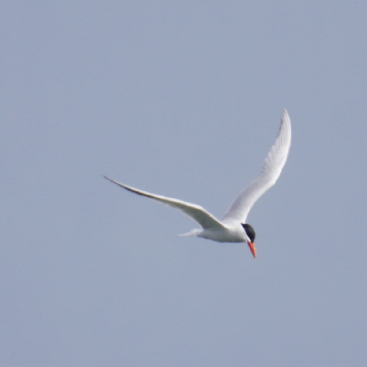 Caspian Tern - Matthew Mottern